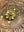 GOLD TONED MEENA KUNDAN COCKTAIL PARTY RING (RED)