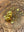 GOLD TONED MEENA KUNDAN COCKTAIL PARTY RING (RED)